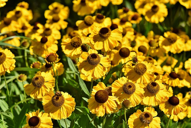 Planten en tuinbenodigdheden voor een groene oase